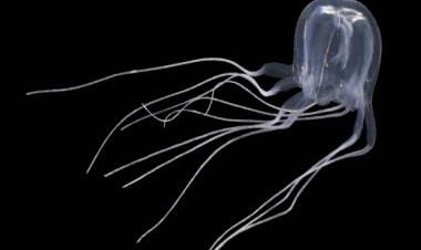 Crazy Viral: Box jellyfish with 24 eyes discovered in Hong Kong