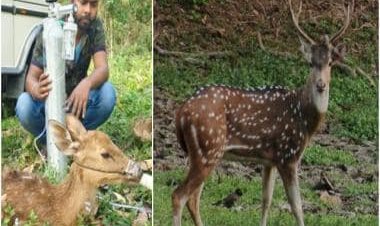 Man helps deer breath with oxygen cylinder, internet lauds effort