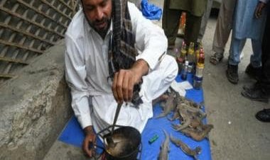 Dubious 'aphrodisiac’ from lizard fat a hit in overpopulated Pakistan