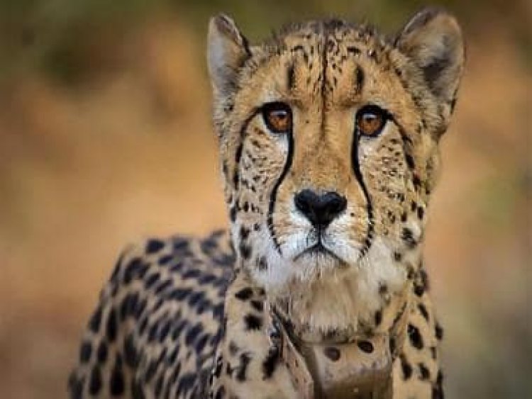 Another cheetah brought from SA's Namibia dies at Kuno National Park; reason yet to be known