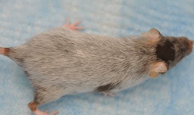 Mouse hair turns gray when certain stem cells get stuck