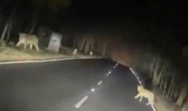 WATCH: Video of tiger and cubs crossing road goes viral; IFS officer urges people to drive with caution