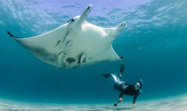 This marine biologist is on a mission to save endangered rays