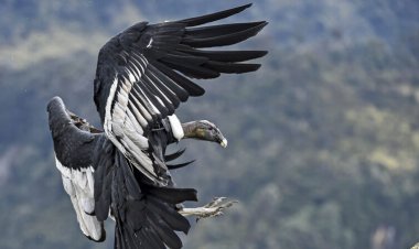 A 2,200-year-old poop time capsule reveals secrets of the Andean condor