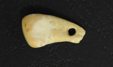Ancient human DNA was extracted from a 20,000-year-old deer tooth pendant