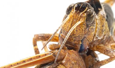 Swarming locusts can deploy a chemical to avoid being cannibalized