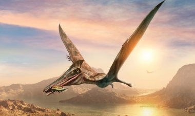 New discoveries are bringing the world of pterosaurs to life