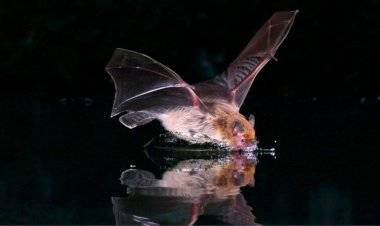 Pregnancy may hamper bats’ ability to ‘see’ in the dark