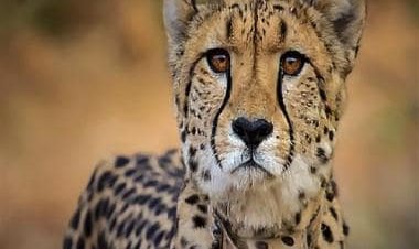 Madhya Pradesh: Third Cheetah ‘Daksha’ dies in Kuno National Park