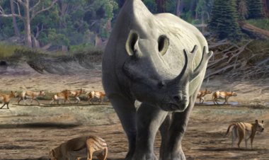 ‘Thunder beast’ fossils show how some mammals might have gotten big