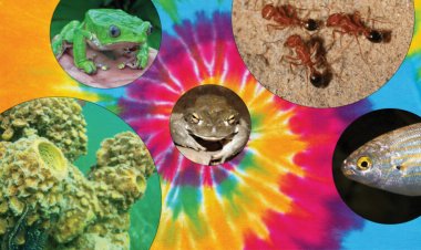 The Sonoran Desert toad can alter your mind — it’s not the only animal