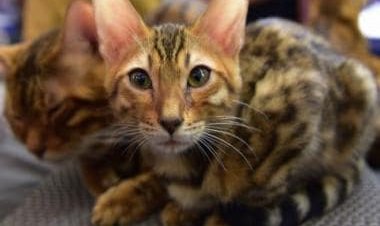 Feline Felons: How a former British cop and partner made £280,000 by selling sick and dying cats to customers