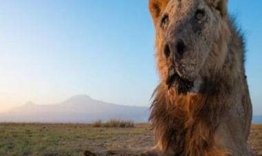 Kenya Shocker: Why one of the ‘world’s oldest lions’ was among 10 killed in a week