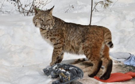 Large predators push coyotes and bobcats near people and to their demise