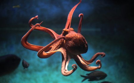 Octopuses and squid are masters of RNA editing while leaving DNA intact