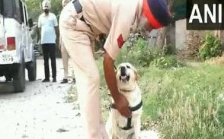 Viral video: Punjab Police Labrador dog Simmy beats cancer and resumes duty