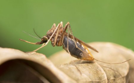 Microwaving an insecticide restores its mosquito-killing power