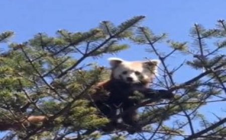 Endangered Red Panda spotted in Tawang, Kiren Rijiju calls it adorable