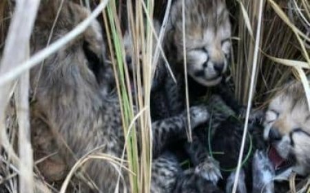 Two more cubs of Cheetah Jwala die inside Kuno National Park from severe heat