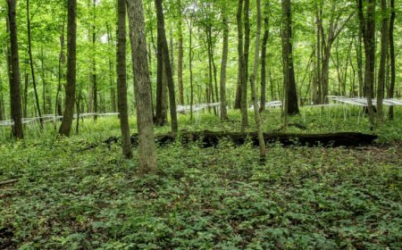 Soil microbes that survived tough climates can help young trees do the same