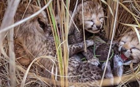 6 deaths in 2 months, but the worst is yet to come: Why India will see more cheetah deaths