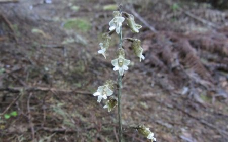 A hunt for fungi might bring this orchid back from the brink