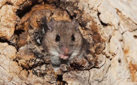 How a new Lyme vaccine for mice may protect people