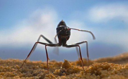 These ants build tall nest hills to help show the way home