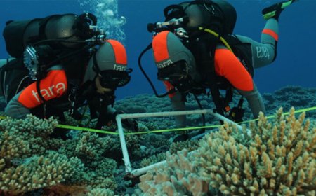 Coral reefs host millions of bacteria, revealing Earth’s hidden biodiversity