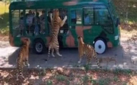 'Scary or crazy?': Tiger grabs hold of tourist bus in thrilling jungle safari encounter