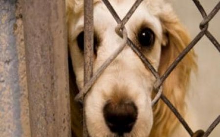 Dog meat can again be sold in Nagaland after HC overturns 2020 ban