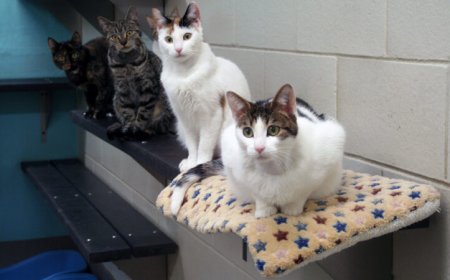 A gene therapy shot might keep cats from getting pregnant without being spayed