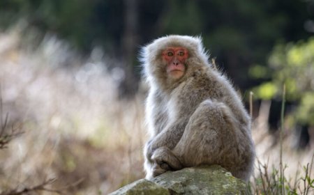When and why did masturbation evolve in primates? A new study provides clues