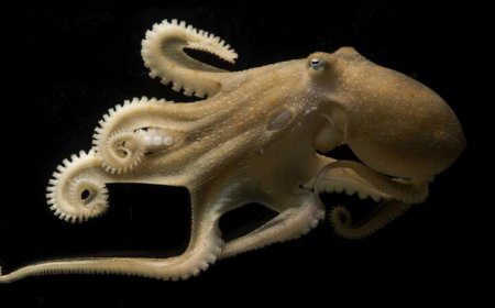 RNA editing helps octopuses cope with the cold