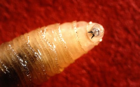 50 years ago, flesh-eating screwworms pushed scientists to mass produce flies