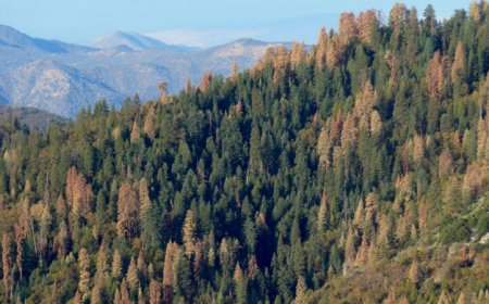 Surviving a drought may help forests weather future dry spells