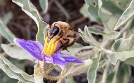 ‘Polyester bees’ brew beer-scented baby food in plastic cribs