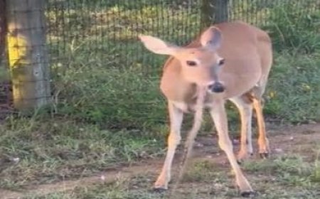 WATCH: Deer eats snake bit-by-bit, netizens baffled