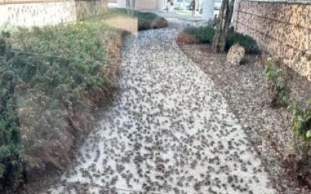 'Sounds like it's raining': Thousands of bugs invade US' Nevada, block roads