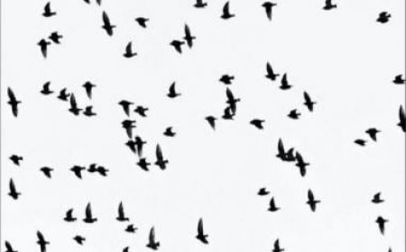 Mexico: Mass bird die-off 'most probably' due to Pacific warming