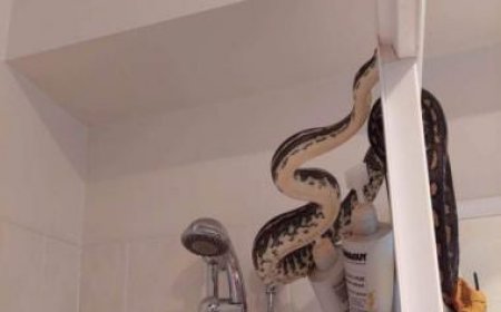 Australian man finds a massive snake slithering on shower head; pictures here