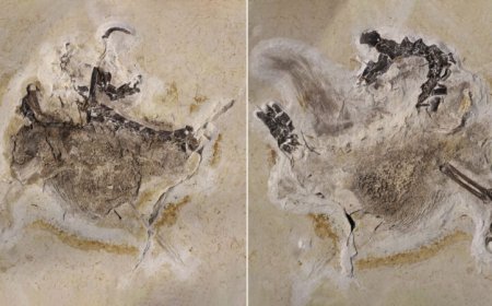 Paleontology has a ‘parachute science’ problem. Here’s how it plays out in 3 nations