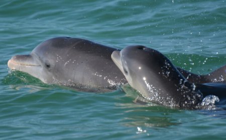 Bottlenose dolphin moms use baby talk with their calves