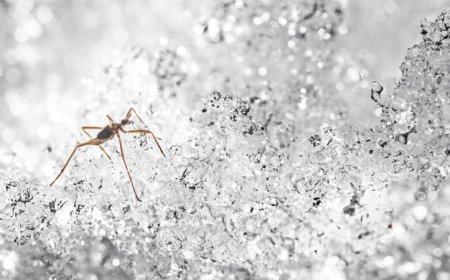 A grisly trick helps snow flies survive freezing: self-amputation