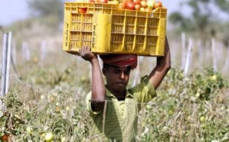 Govt to launch 'Tomato Grand Challenge' to tackle sudden spike in prices