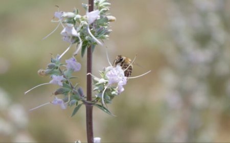 Flowers pollinated by honeybees make lower-quality seeds
