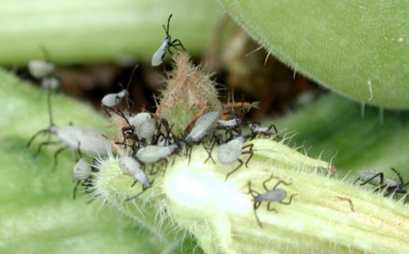 Young squash bugs seek out adults’ poop for an essential microbe