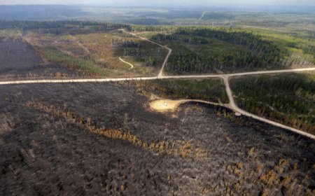 The snow forest of North America may be about to shrink