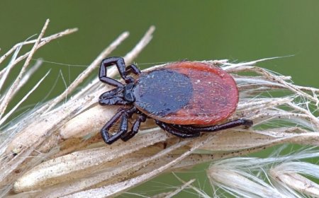Static electricity can pull ticks on to their hosts