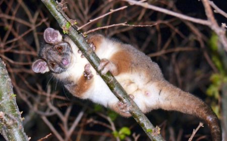 In Australia, mosquitoes and possums may spread a flesh-eating disease